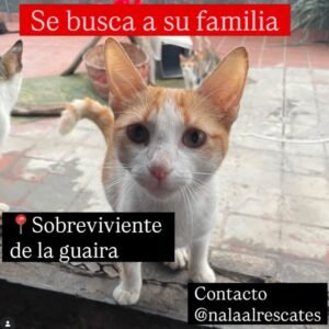 Gat@ atigrado - Gatos