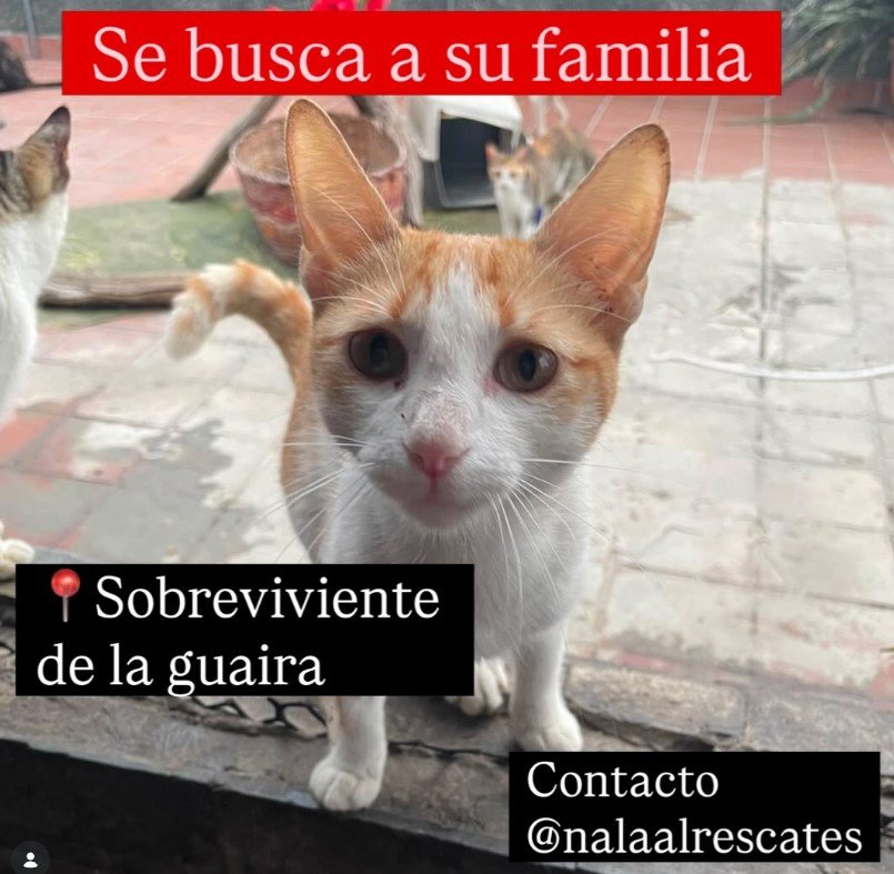 Gat@ atigrado - Gatos