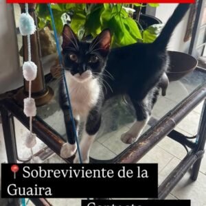 gat@ negro y blanco - Gatos