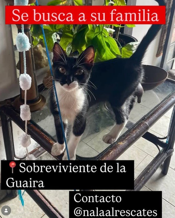 gat@ negro y blanco - Gatos