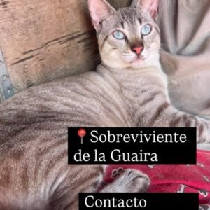 Gat@ gris atigrado - Gatos