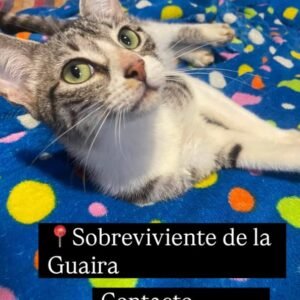 Gat@ gris atigrado - Gatos