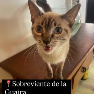 Gat@ - Gatos