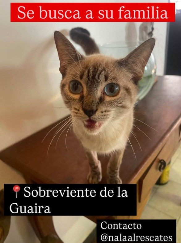 Gat@ - Gatos