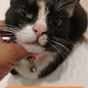 Gata negra, blanca y naranja - Gatos