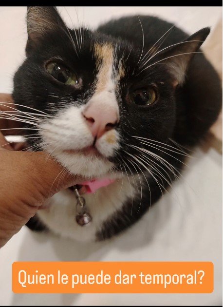 Gata negra, blanca y naranja - Gatos