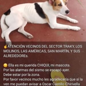 Chiqui perra blanca con marron y amarillo - Perros