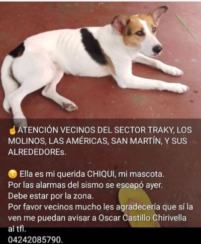 Chiqui perra blanca con marron y amarillo - Perros
