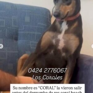 Coral negra con marron - Perros