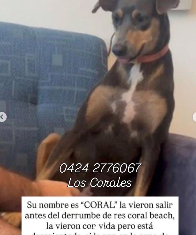 Coral negra con marron - Perros