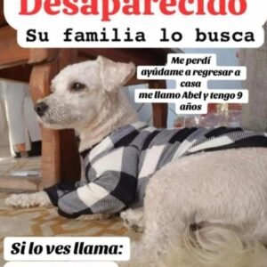 Abel Macho Poddle tiene 9 años - Perros