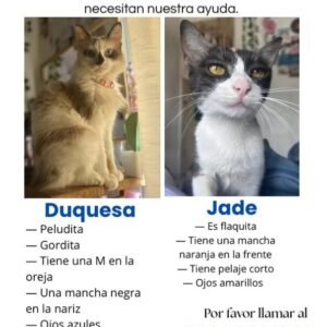 Duquesa y Jade - Gatos