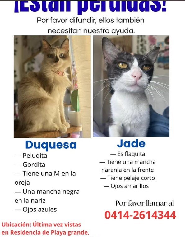 Duquesa y Jade - Gatos