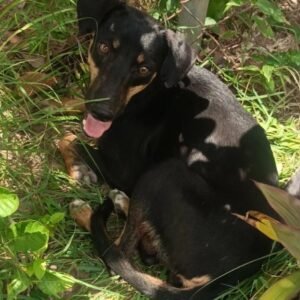 Perrita negrita con marrón - Perros