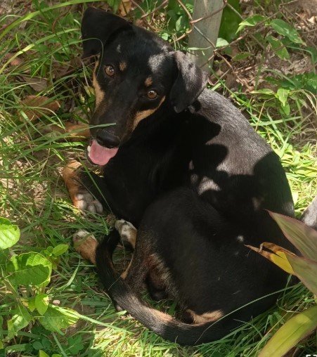 Perrita negrita con marrón - Perros