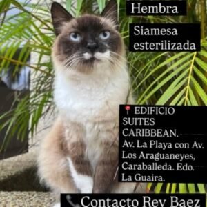 Filomena Hembra Siamesa - Gatos