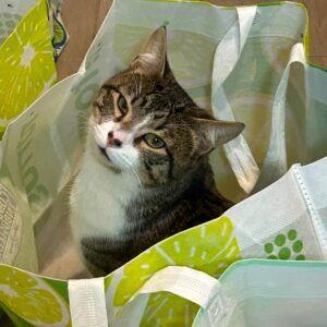 Bebé - Gatos