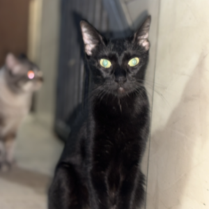 Chiquirrita - Gatos