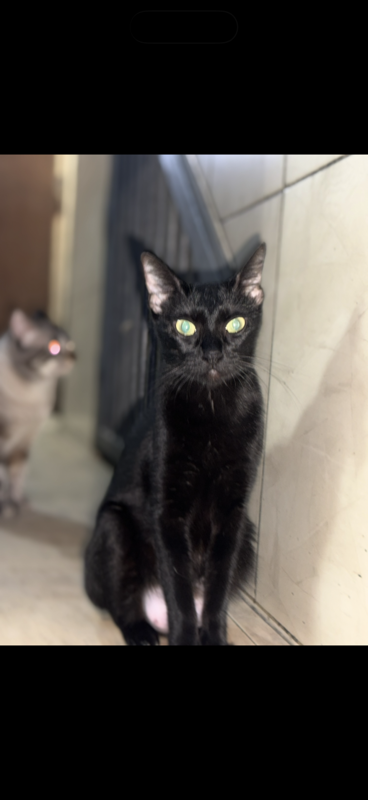 Chiquirrita - Gatos