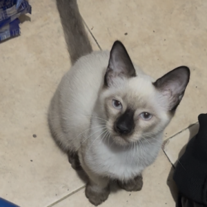Chiquirrito - Gatos