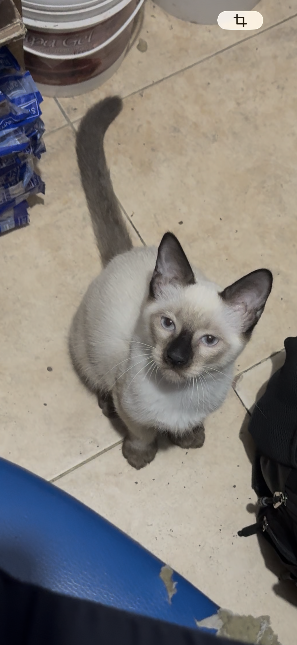 Chiquirrito - Gatos