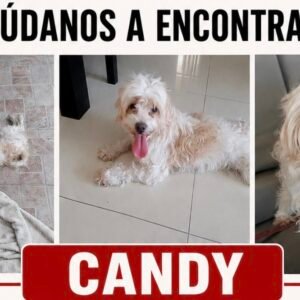 Candy - Perros