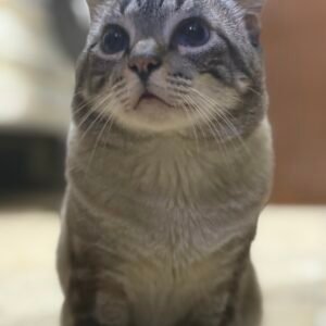 Niño o Chiquirrito - Gatos