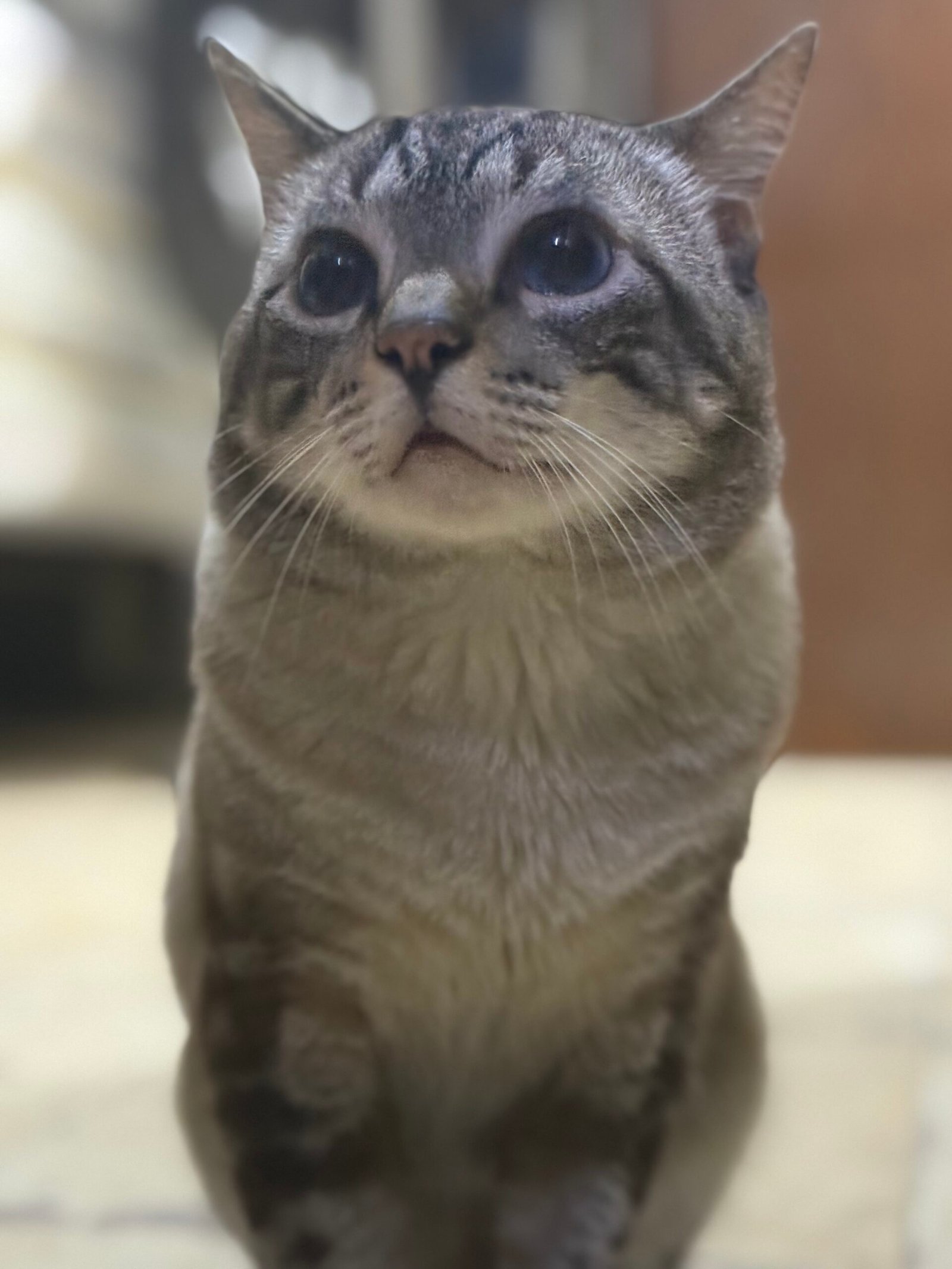 Niño o Chiquirrito - Gatos