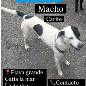 Macho - Perros