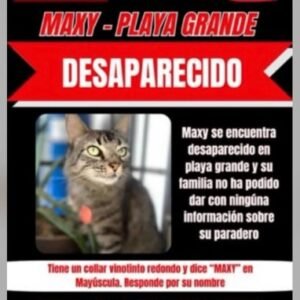 Maxy gato atigrado - Gatos
