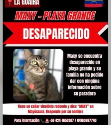 Maxy gato atigrado - Gatos