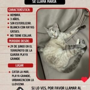 Maria Hembra 3 años blanco con rayas grises - Gatos