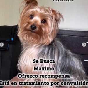 Maximo Se busca - Perros
