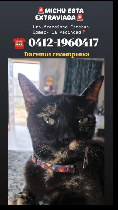 Michi Gata negra con manchas cafe - Gatos