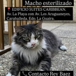 Miguelito macho blanco con gris - Gatos
