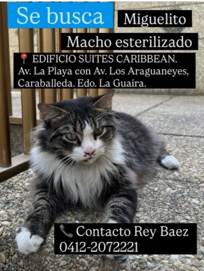 Miguelito macho blanco con gris - Gatos