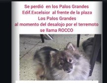 Rocco Perro se perdio - Perros