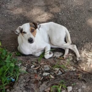 Perro blanco con manchas marrones - Perros
