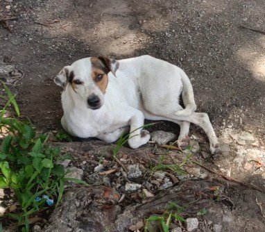 Perro blanco con manchas marrones - Perros