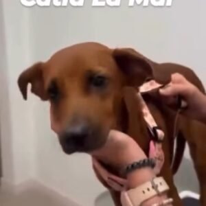 Perrita marron encontrada - Perros