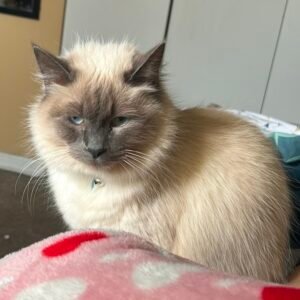 Muñeca - Gatos