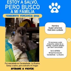 Siames cafe con blanco - Gatos