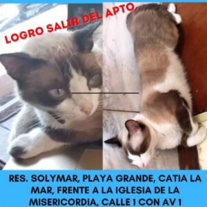 Tico esta perdido Collar azul mancha marron - Gatos