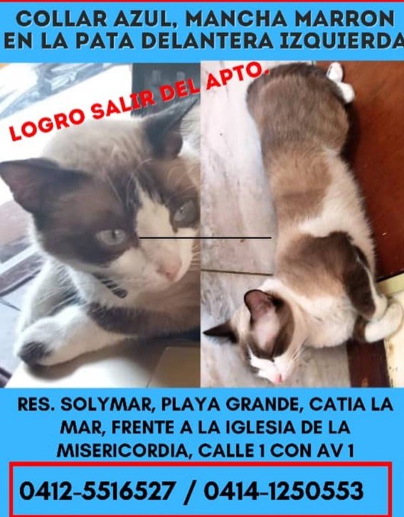 Tico esta perdido Collar azul mancha marron - Gatos