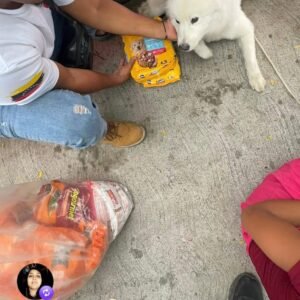 Rescatado Lobo blanco joven - Perros