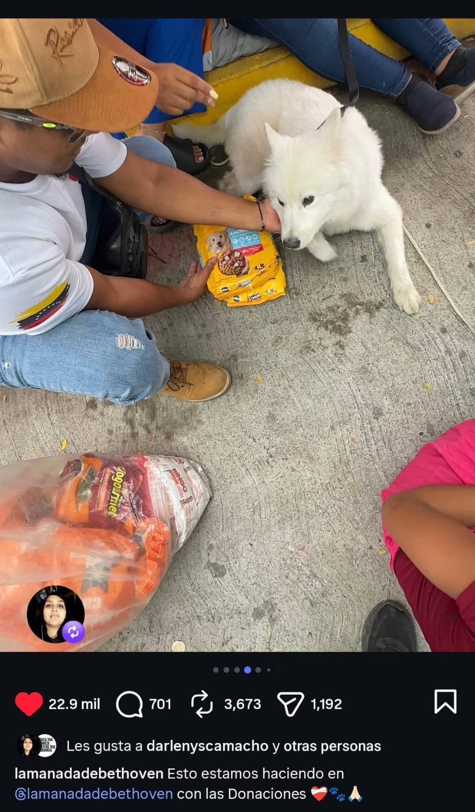 Rescatado Lobo blanco joven - Perros