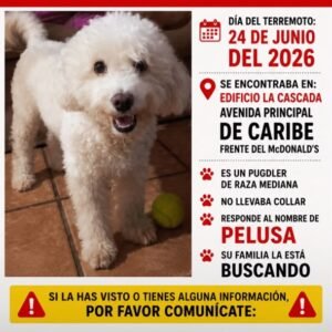 Pelusa Poddle - Perros