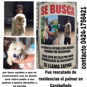 Zafina Perrita rescatada su dueño la espera - Perros