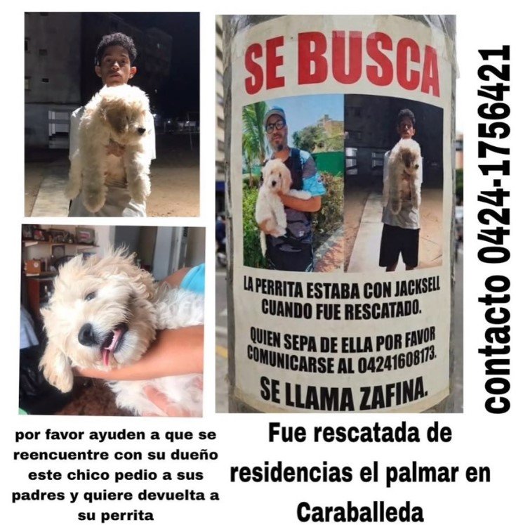 Zafina Perrita rescatada su dueño la espera - Perros