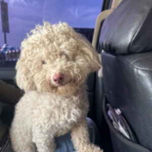 Perro macho blanco - Perros